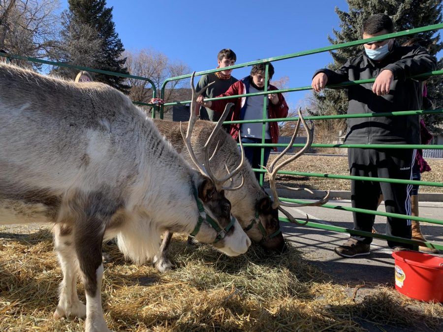 Students gathered to observe the reindeer while Hannah Fritz from Noël Productions described what reindeer eat and their preferred climate.